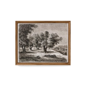 olive trees canvas print