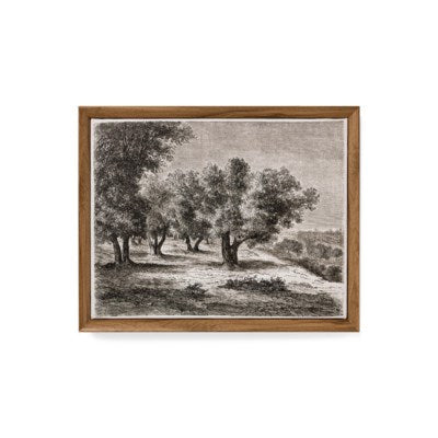 olive trees canvas print