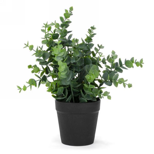 Potted foliage plant