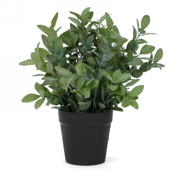 Potted foliage plant