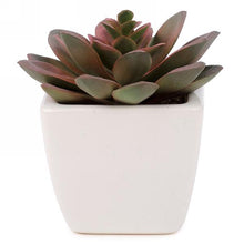 Load image into Gallery viewer, MOD Cactus plant with white pot
