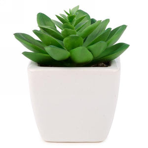 MOD Cactus plant with white pot
