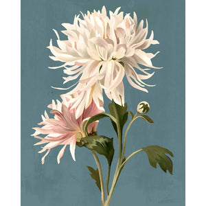 Chrysanthemum Picture